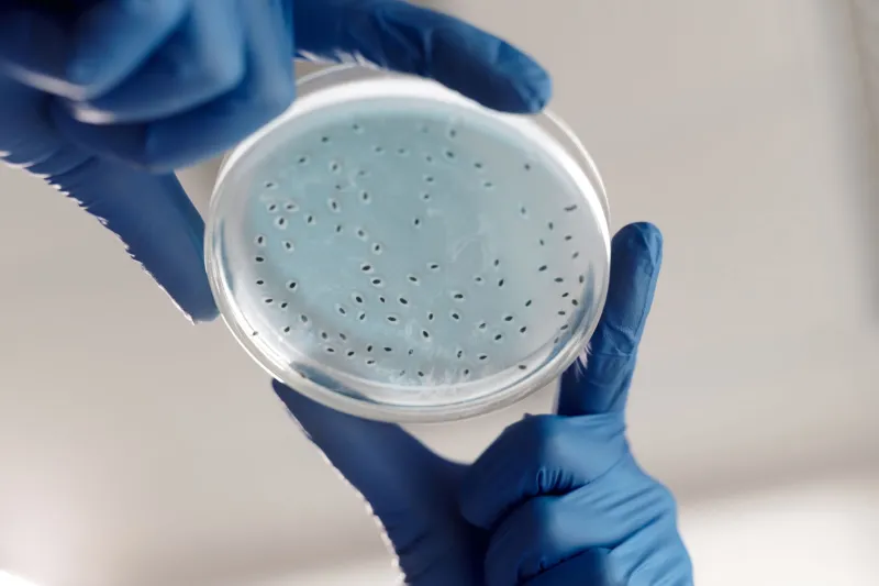 From Clinic to Wellness Spa: How Fecal Transplant Science Got Hijacked by the Microbiome Industry